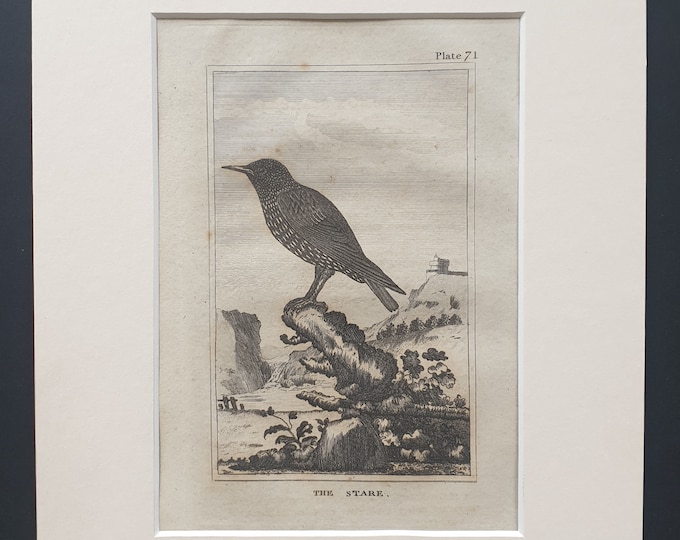 The Stare - Original 1812 Buffon print in mount (71)