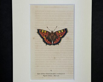 The Nettle Tortoise-Shell Butterfly - Original 1832 Hand Coloured Antique Print