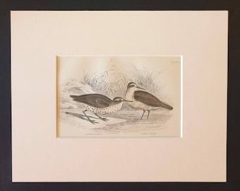 Spotted Totanus - Original c1840 hand coloured bird print in mount