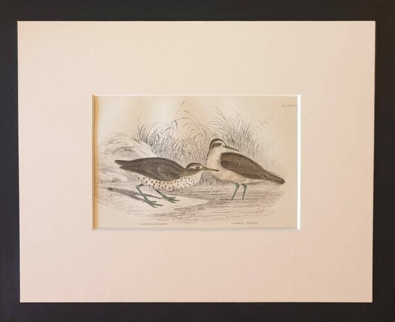 Original c1840 hand coloured bird print in mount - Spotted Totanus
