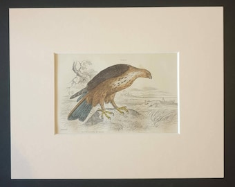 Rough Legged Buzzard - Original c1840 hand coloured bird print in mount