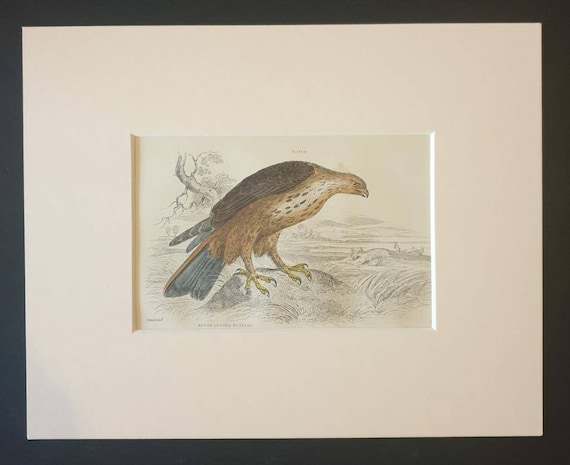 Original c1840 hand coloured bird print in mount - Rough Legged Buzzard