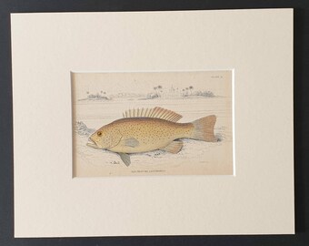 Leopard Spotted Plectropoma - Original 1843 hand coloured fish print in mount