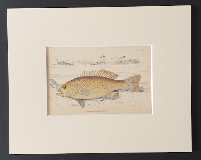 Original 1843 hand coloured fish print in mount - Leopard Spotted Plectropoma