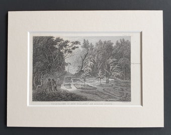 Vegetation of New Holland, an acacia scrub - Original 1866 woodcut print in mount