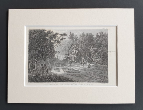 Vegetation of New Holland, an acacia scrub - Original 1866 woodcut print in mount