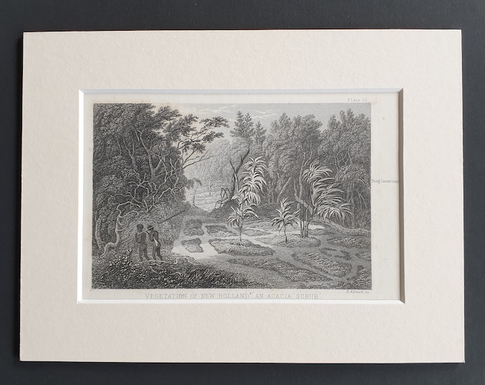 Vegetation of New Holland, an acacia scrub - Original 1866 woodcut print in mount