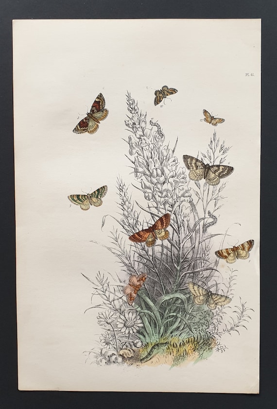 The May High Flyer Moth and others - Original hand coloured 1860 print