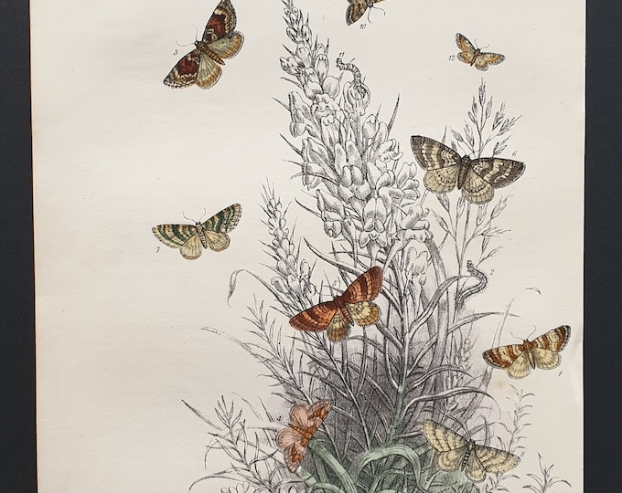 The May High Flyer Moth and others - Original hand coloured 1860 print