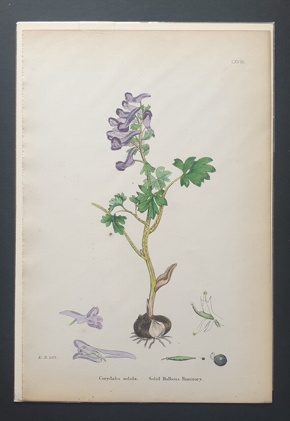 Solid Bulbous Fumitory - Original 1863 Sowerby botanical print