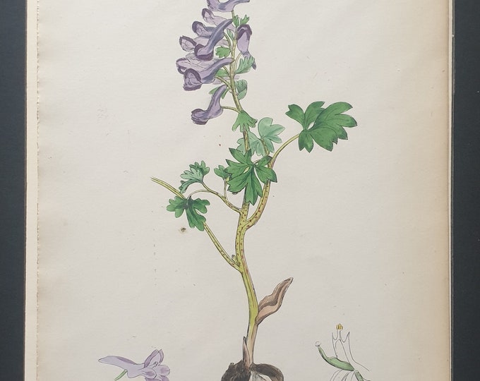 Solid Bulbous Fumitory - Original 1863 Sowerby botanical print