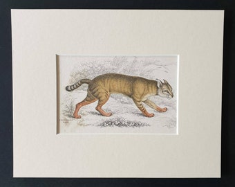 The Chaus - Original 1834 hand coloured Naturalists Library print