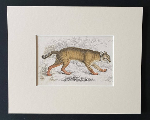 Original 1834 hand coloured  Naturalists Library print - The Chaus