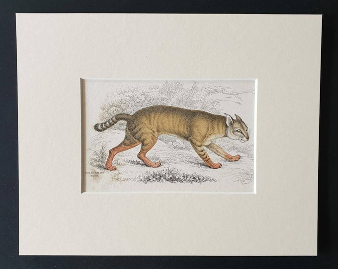 Original 1834 hand coloured  Naturalists Library print - The Chaus