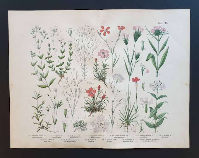 Original 1888 hand coloured large botanical print - Plate 40
