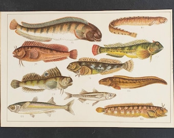 Original 1915 fish print - Plate 10