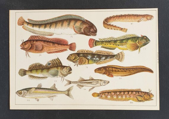 Original 1915 fish print - Plate 10