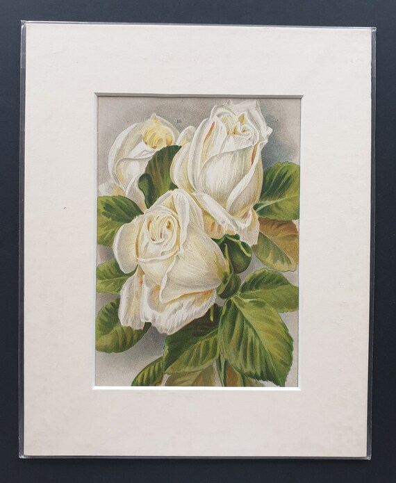 Niphetos - Original 1903 rose print in mount