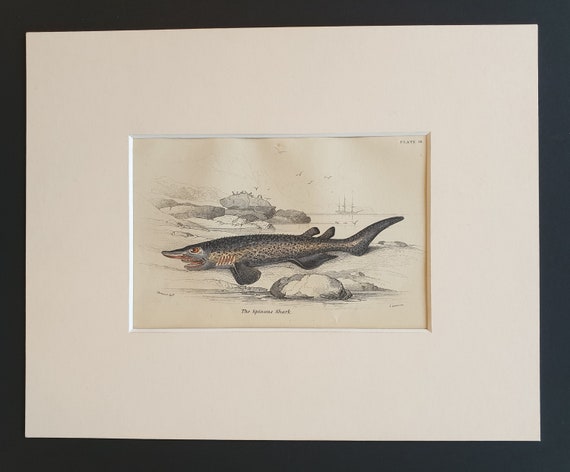 The Spinous Shark - Original c1860 hand coloured fish print in mount