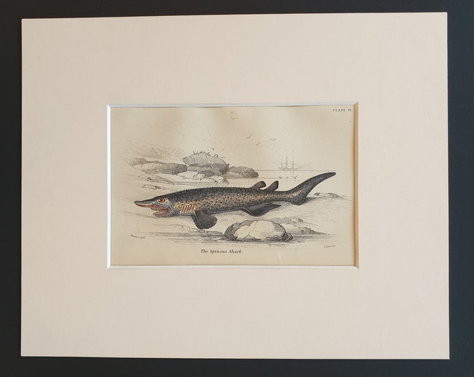 The Spinous Shark - Original c1860 hand coloured fish print in mount
