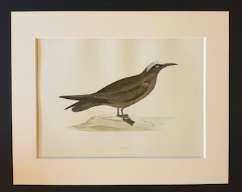Noddy - Original 1891 hand coloured bird print in mount