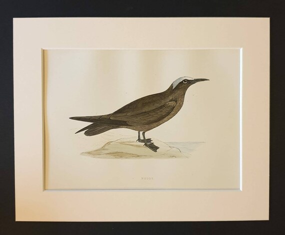 Original 1891 hand coloured bird print in mount - Noddy