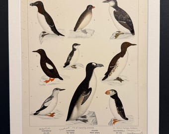 Birds - Plate 69 - Original 1898 Antique Print
