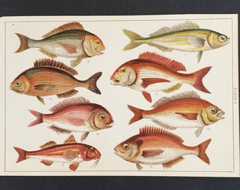 Original 1915 fish print - Plate 2