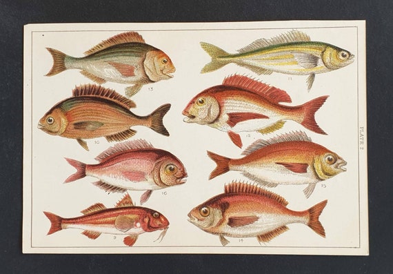 Original 1915 fish print - Plate 2