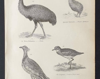 Emeu / Shaw's Apteryx / Common Thick Knee / Great Bustard - Original c1860's Museum of Natural History print