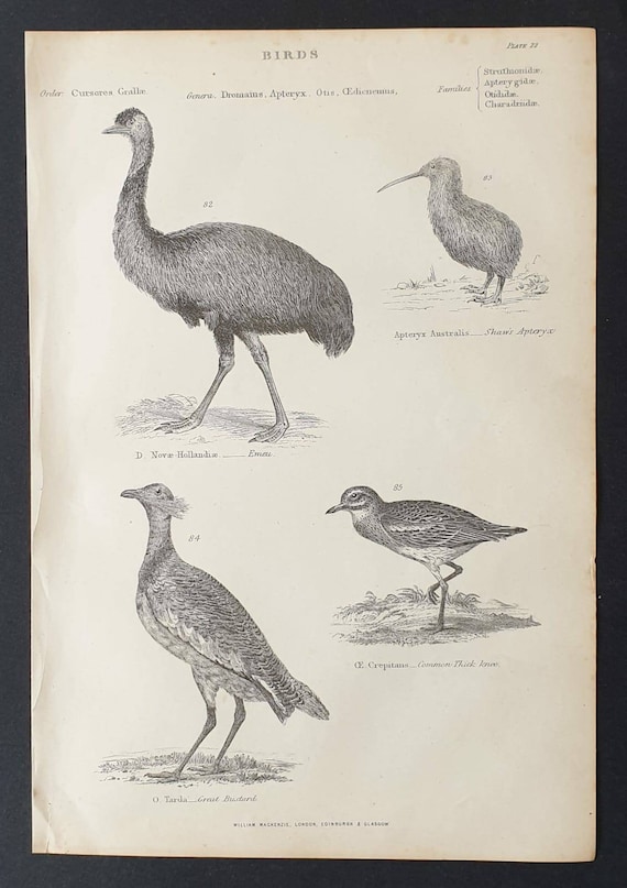 Original c1860's Museum of Natural History print - Emeu/ Shaw's Apteryx/ Common Thick Knee/ Great Bustard