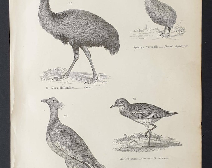 Original c1860's Museum of Natural History print - Emeu/ Shaw's Apteryx/ Common Thick Knee/ Great Bustard