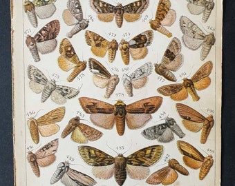 Original 1915 Butterfly and Moth print - Plate 22