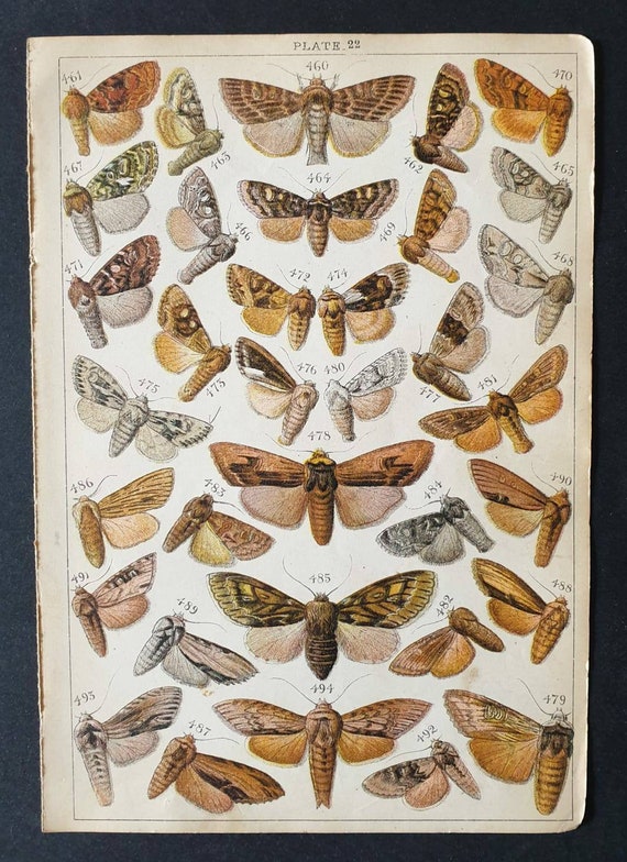 Original 1915 Butterfly and Moth print - Plate 22