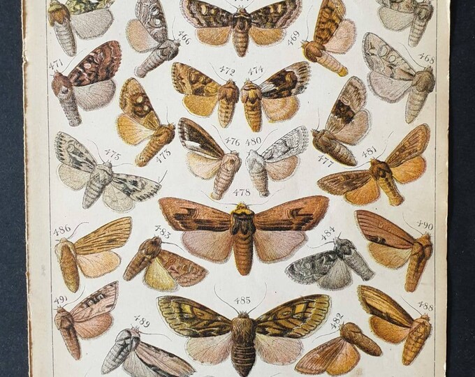 Original 1915 Butterfly and Moth print - Plate 22