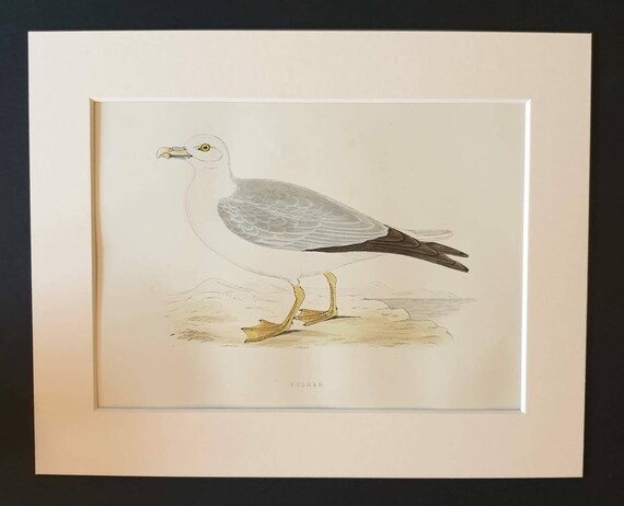 Original 1891 hand coloured bird print in mount - Fulmar