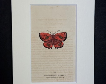The Great Copper Butterfly - Original 1832 Hand Coloured Antique Print