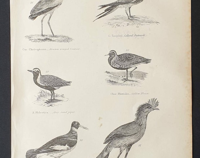 Original c1860's Museum of Natural History print - Sea Birds