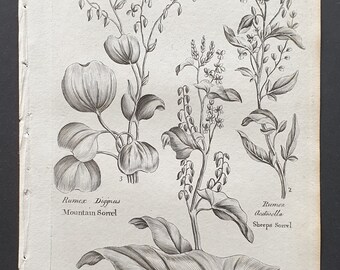 Mountain, Common and Sheeps Sorrel - Original 1802 Culpeper engraving (149)