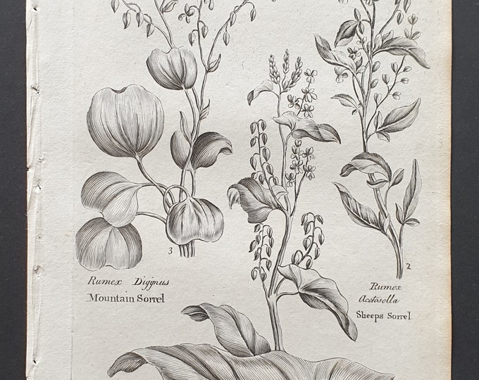 Mountain, Common and Sheeps Sorrel - Original 1802 Culpeper engraving (149)