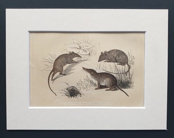 Field Mouse, Shrew and Common Mouse - Original 1851 John Tallis woodblock print