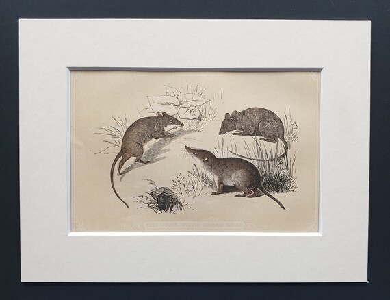Field Mouse, Shrew and Common Mouse - Original 1851 John Tallis woodblock print