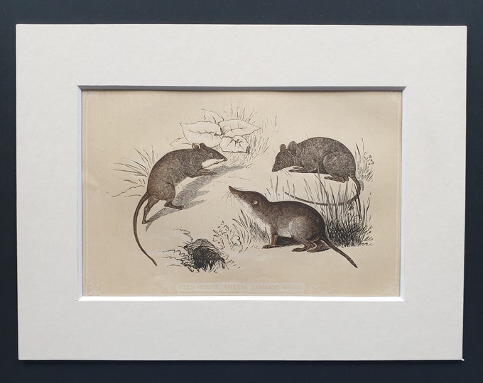 Field Mouse, Shrew and Common Mouse - Original 1851 John Tallis woodblock print