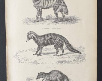 Hyena, Civet and Ichneumon - Original c1860's Museum of Natural History print