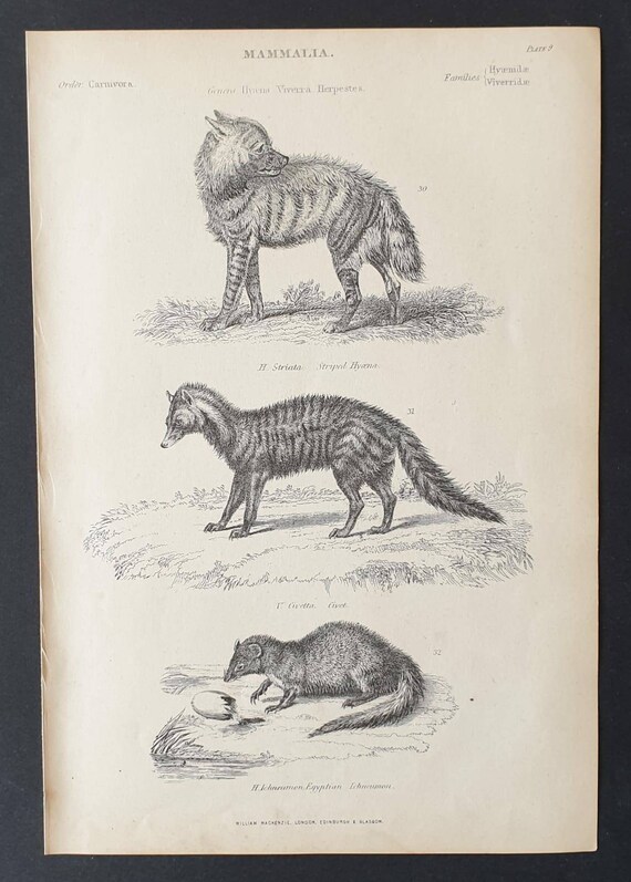 Original c1860's Museum of Natural History print - Hyena/ Civet and Ichneumon