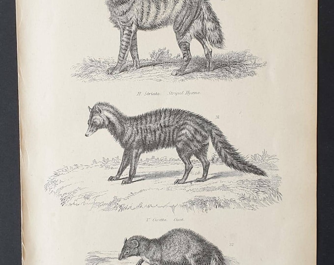 Original c1860's Museum of Natural History print - Hyena/ Civet and Ichneumon