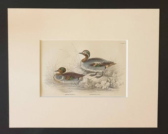 American Teal and European Teal - Original c1840 hand coloured bird print in mount