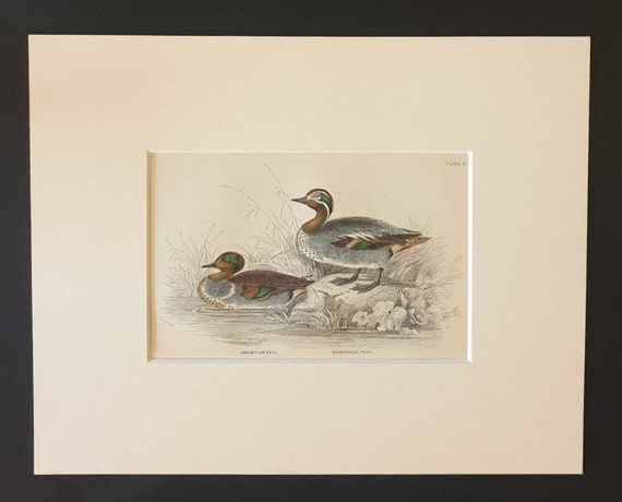 Original c1840 hand coloured bird print in mount - American Teal and European Teal