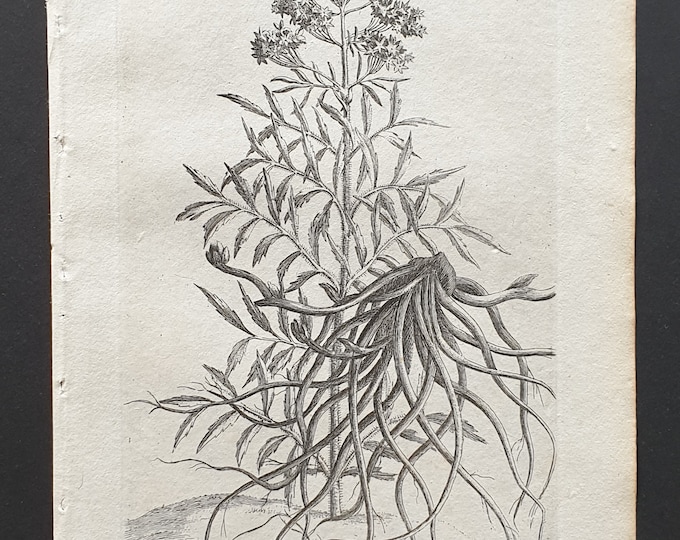 True Wild Valerian - Original 1802 Culpeper engraving (181)