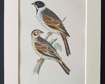 Reed Bunting - Original 1891 hand coloured bird print in mount